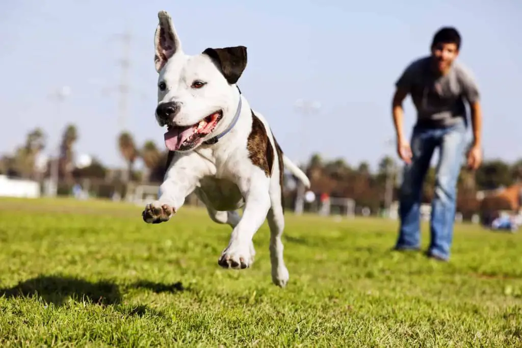 pit correndo تدريب الكلاب على المشي بالطوق والسلسة - 6 خطوات لتدريب كلبك 2 تدريب الكلاب على المشي بالطوق والسلسة - 6 خطوات لتدريب كلبك