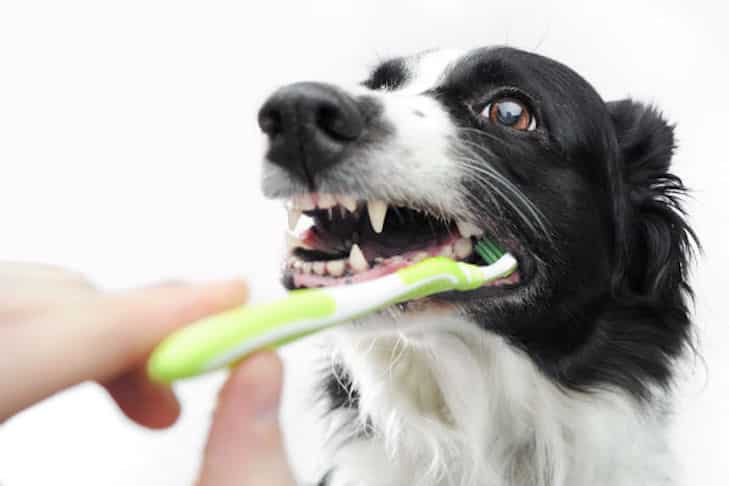 teeth brushing body image كيفية غسل اسنان الكلب؟ -7 خطوات لتعلم كيفيه غسيل اسنان الكلب 2 كيفية غسل اسنان الكلب؟ -7 خطوات لتعلم كيفيه غسيل اسنان الكلب