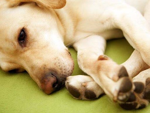 unnamed 2 1 أسباب التهاب المفاصل في الكلاب-6 أعراض وكيفية علاج الالتهاب 2 أسباب التهاب المفاصل في الكلاب-6 أعراض وكيفية علاج الالتهاب