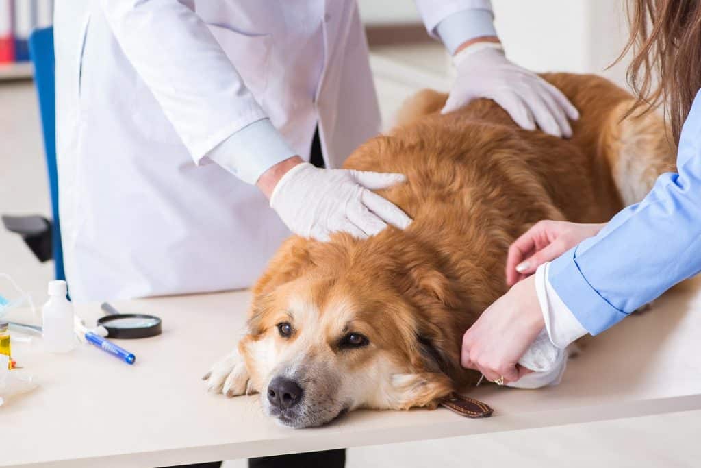أمراض العمود الفقري عند الكلاب2 تعرف على 8 من اشهر اصابات الكلاب التي يمكن أن يتعرضوا لها 1 تعرف على 8 من اشهر اصابات الكلاب التي يمكن أن يتعرضوا لها