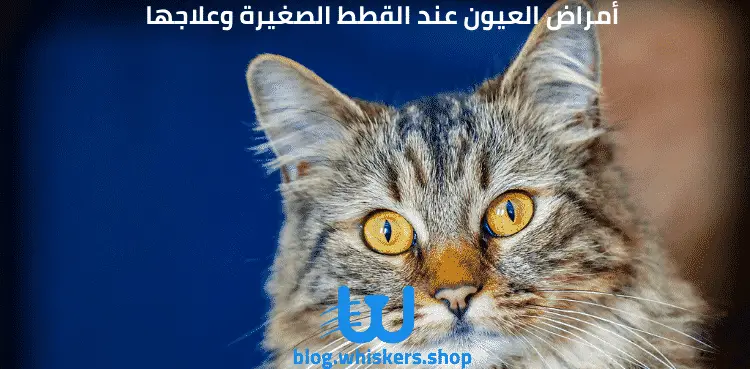  أمراض العيون عند القطط الصغيرة وعلاجها