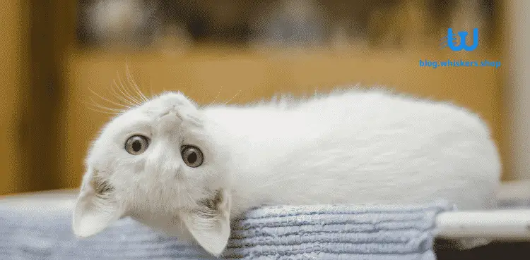 احمرار عيون القطط 