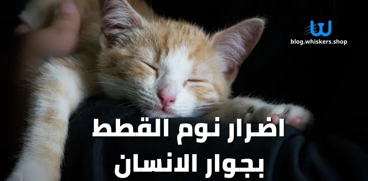 اضرار نوم القطط بجوار الانسان