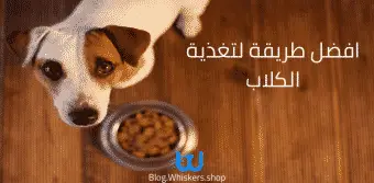 افضل طريقة لتغذية الكلاب