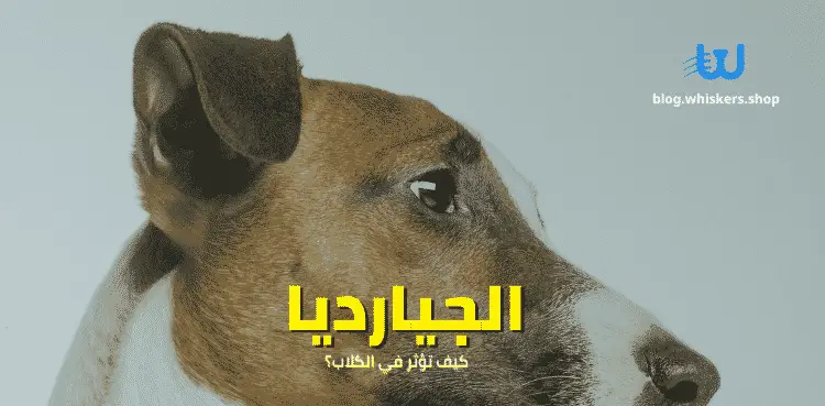 الجيارديا – ما هي؟ وكيف تؤثر في الكلاب؟
