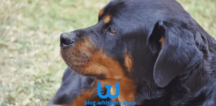 كلاب الروت وايلر 1 كيفية علاج رائحة الكلاب الكريهة إلى الأبد بـ5 طرق 1 كيفية علاج رائحة الكلاب الكريهة إلى الأبد بـ5 طرق