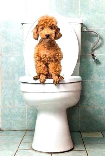 صورة لكيفية تدريب الكلاب الصغيرة على الحمام