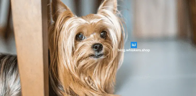 تطويل شعر الكلاب 1 كيفية تطويل شعر الكلاب بسرعة ؟ 1 كيفية تطويل شعر الكلاب بسرعة ؟
