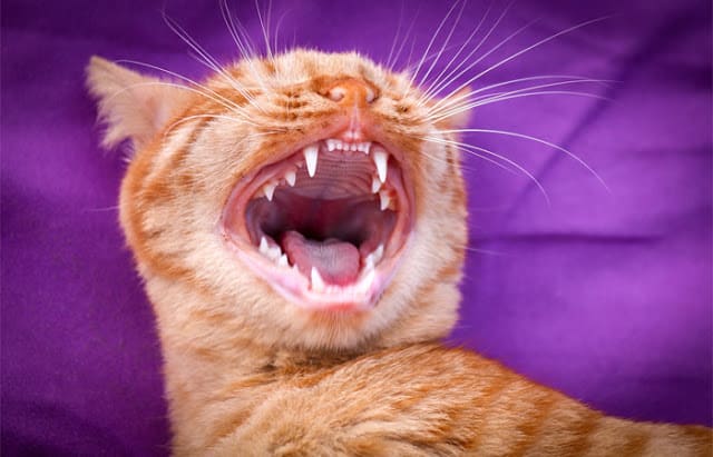 حقائق مثيرة تعرفها لأول مرة عن أسنان القطط 5 أسباب لحدوث مشاكل الأسنان عند القطط تعرف عليهم 2 5 أسباب لحدوث مشاكل الأسنان عند القطط تعرف عليهم