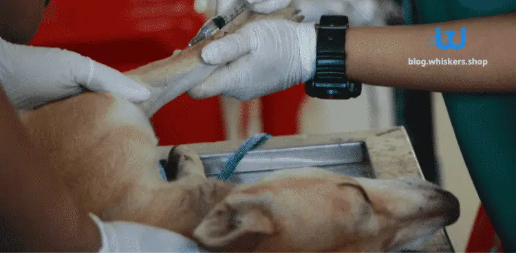 سرطان الجلد عند الكلاب