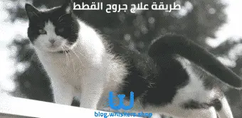 طريقة علاج جروح القطط