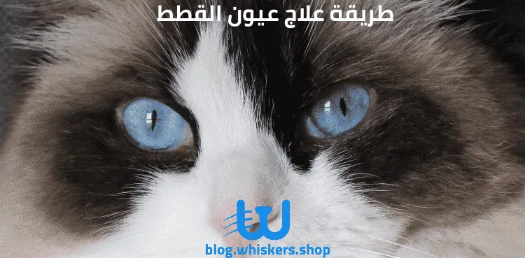 طريقة علاج عيون القطط