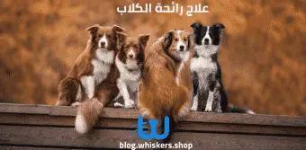 علاج رائحة الكلاب