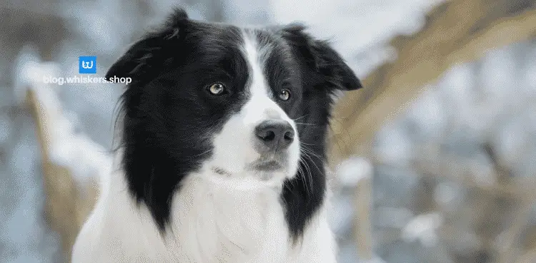 كلب بوردر كولي 1 كل ما تريد معرفته عن كلب بوردر كولي 1 كل ما تريد معرفته عن كلب بوردر كولي