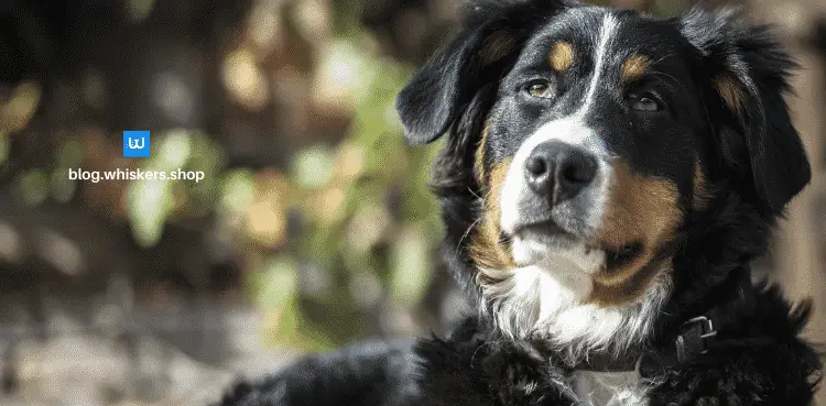 كلب جبل البرنيز 1 كلب جبل البرنيز – دليلك للتعرف على كلب جبل البرنيز 1 كلب جبل البرنيز – دليلك للتعرف على كلب جبل البرنيز