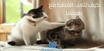 كيف تلعب القطط مع بعضها