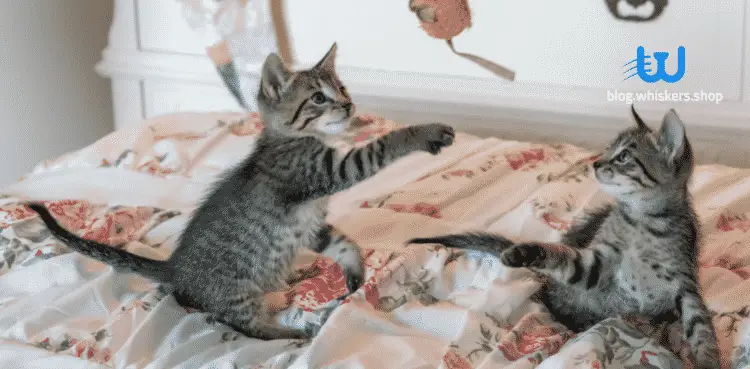 كيف تلعب مع القطط 