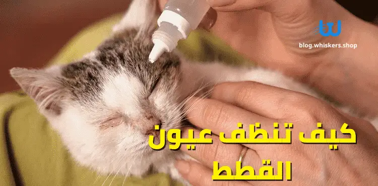 كيف تنظف عيون القطط