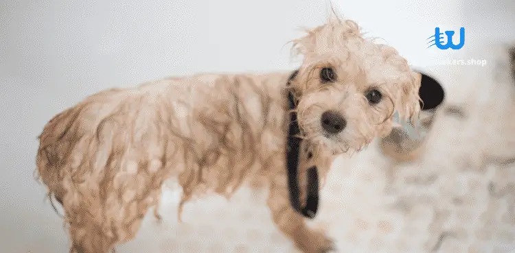 كيفية استحمام الكلب