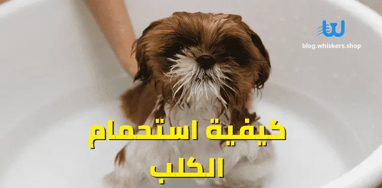 كيفية استحمام الكلب