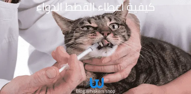 كيفية اعطاء القطط الدواء