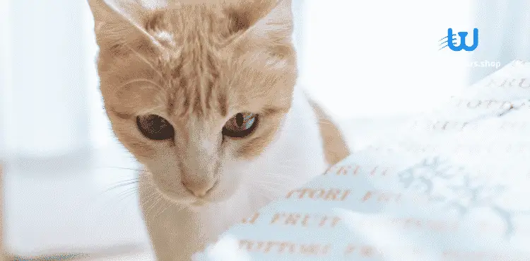 كيفية التخلص من رائحة براز القطط