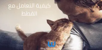 كيفية التعامل مع القطط