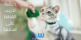 كيفية تدريب القطط على اسمها