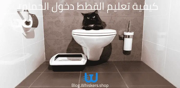كيفية تعليم القطط دخول الحمام