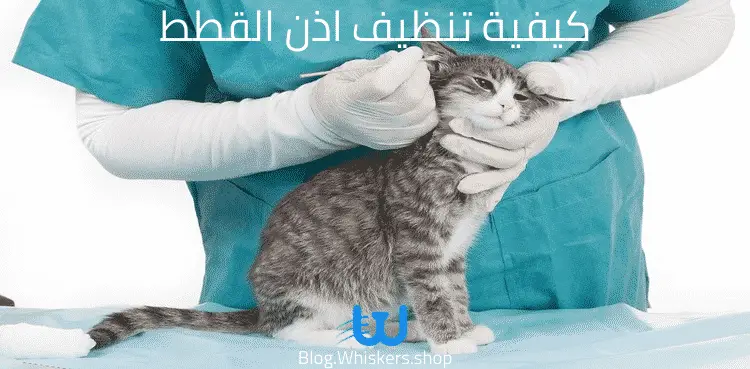 كيفية تنظيف اذن القطط
