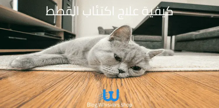 كيفية علاج اكتئاب القطط
