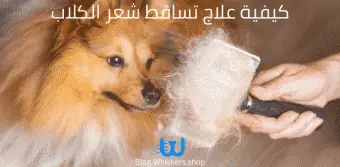 كيفية علاج تساقط شعر الكلاب