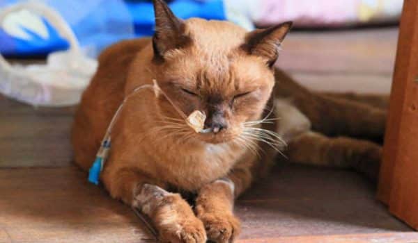 مرض الكلى عند القطط فيروس الكاليسي في القطط - 3 أسباب للاصابة والاعراض والعلاج 2 فيروس الكاليسي في القطط - 3 أسباب للاصابة والاعراض والعلاج