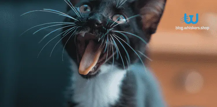 كيفية استخدام رمل القطط