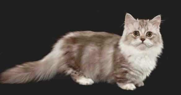 صورة لقطط المونتشكين