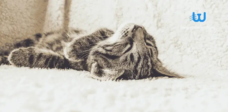 نوم القطط