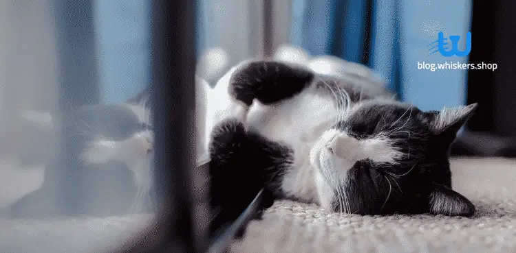 نوم القطط