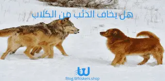 هل يخاف الذئب من الكلاب