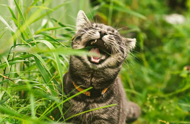 صورة تبين الاجابة عن سؤال لماذا تأكل القطط العشب
 

