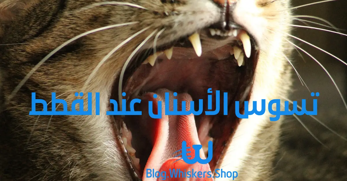 1 59 معلومات عن تسوس الأسنان عند القطط - الاسباب والاعراض والعلاج 1 معلومات عن تسوس الأسنان عند القطط - الاسباب والاعراض والعلاج
