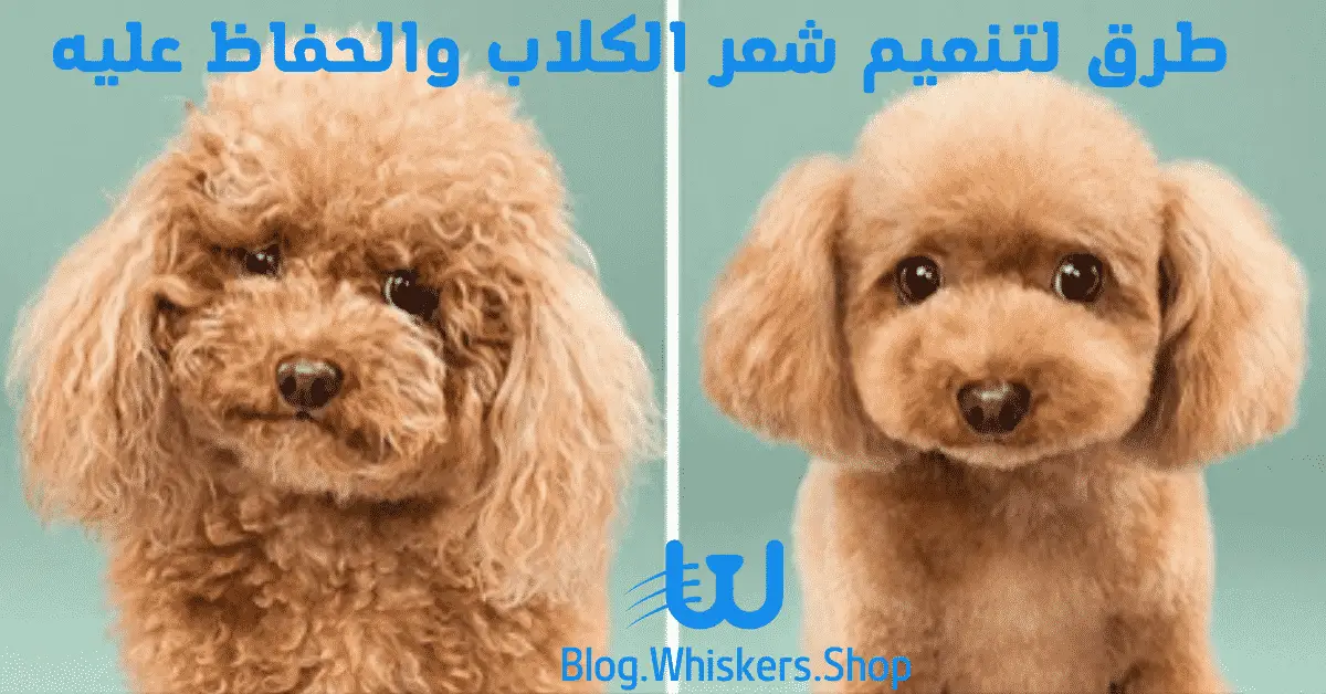 1 7 طرق لتنعيم شعر الكلاب والحفاظ عليه 1 7 طرق لتنعيم شعر الكلاب والحفاظ عليه