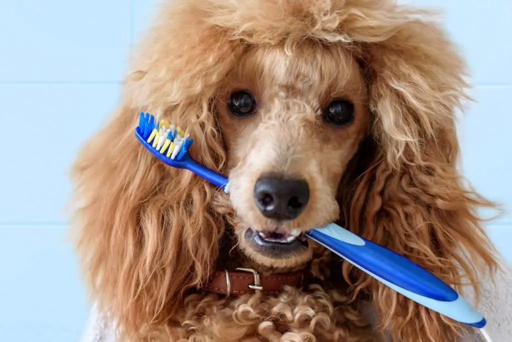 صورة كلب يغسل اسنانه من اجل القضاء علي رائحة الفم الكريهة للكلاب