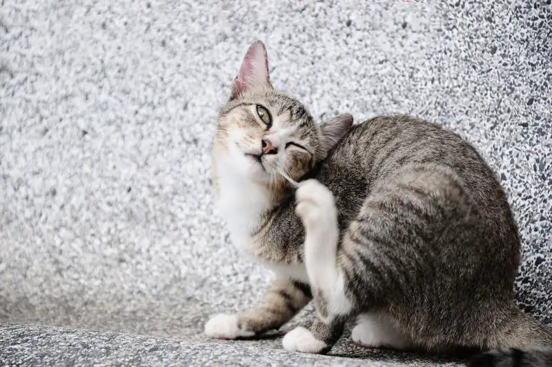 217970 800x532r1 cat scratching ear اكتشف 3 وصفات منزلية للتخلص من البراغيث في القطط 2 اكتشف 3 وصفات منزلية للتخلص من البراغيث في القطط