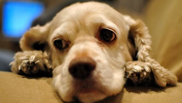صور كلب يعاني من التهاب البنكرياس في الكلاب