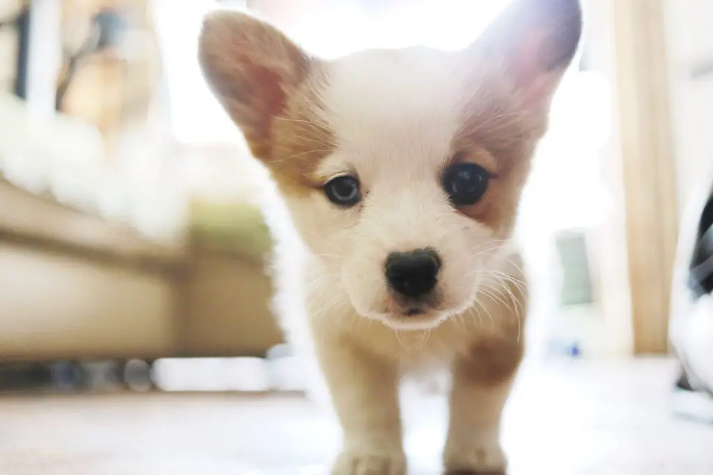 Cute dog names Labrottie.com 3 scaled 1 عدوى الأذن في الكلاب - الاسباب والاعراض وطرق العلاج 2 عدوى الأذن في الكلاب - الاسباب والاعراض وطرق العلاج