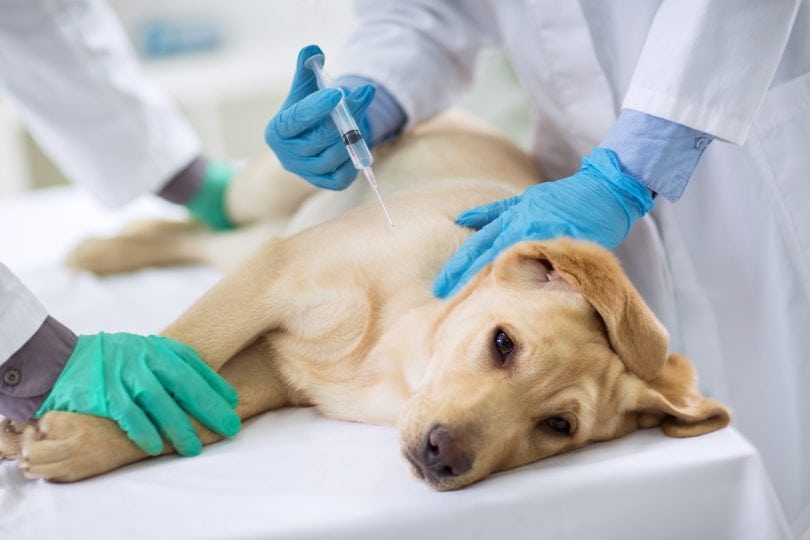 كيفية علاج ديدان القلب في الكلاب