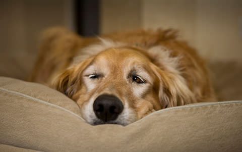 Lap of Love Veterinary Hospice Mary Gardner Pet In Pain التهاب البنكرياس في الكلاب: الأسباب، الأعراض، علاج 1 التهاب البنكرياس في الكلاب: الأسباب، الأعراض، علاج