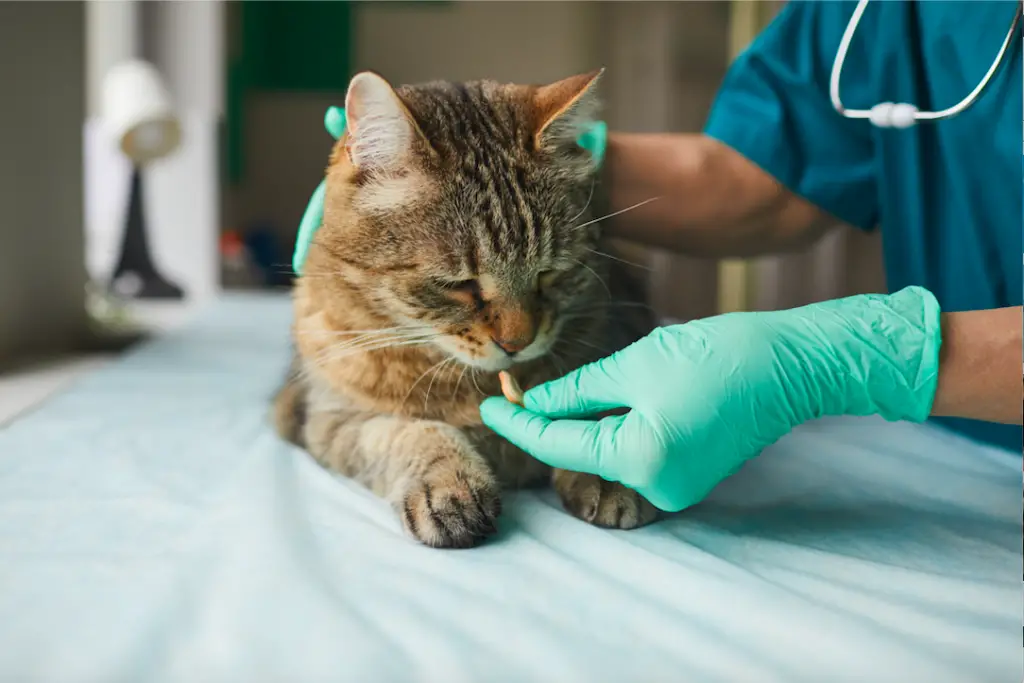 صورة قطة مصابة باحدي أمراض نادرة تصيب القطط