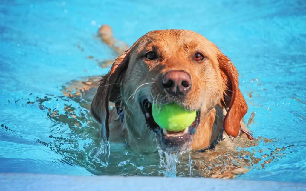 صوره كلب يسبح ويمك ان يصاب ب الأمراض التي تنتقل إلى الكلاب عن طريق المياه