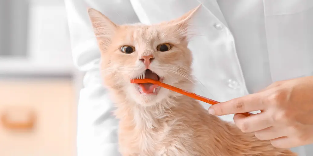 Untitled design 94 كيفية تجنب مشاكل الأسنان في القطط؟ - تعرف على 4 خطوات مهمة 1 كيفية تجنب مشاكل الأسنان في القطط؟ - تعرف على 4 خطوات مهمة